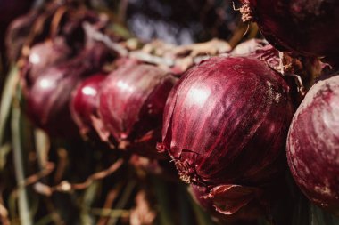 Kırmızı soğan fabrikası - Soğan kurutma teknolojisi