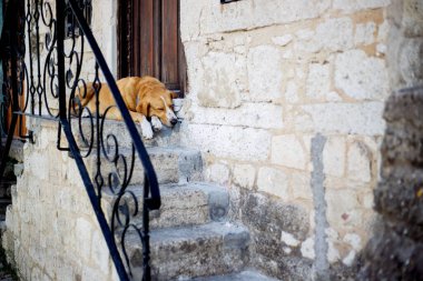 Kırsal bir evin Uyuyan Köpek Taş Üstünde Merdivenler