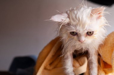 Banyodan sonra ıslak kedi yavrusu