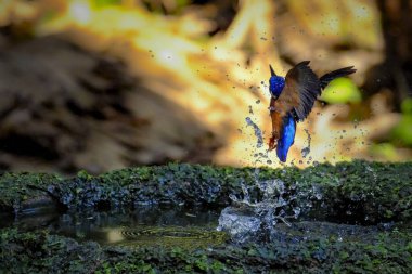 Gölette mavi kulaklı Kingfisher (Alcedo meninting)