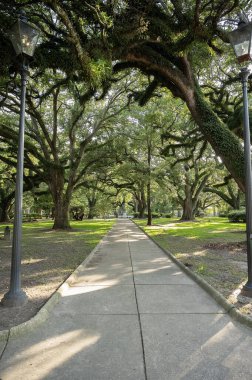 Yosun kaplı meşeler ve eski sokak lambalarıyla ağaçlarla kaplı park yolu.