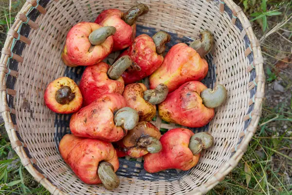 Sepette toplanmış fındık fıstığının yakın plan görüntüsü