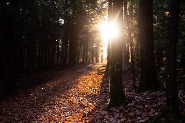 Güneş, boş ormanda parlarken yerde yapraklarla parlıyor.