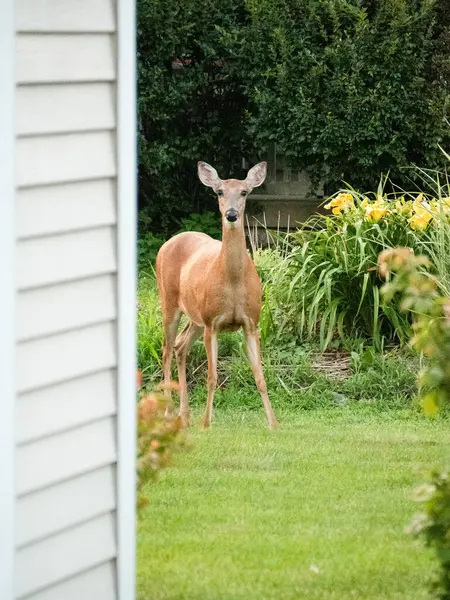 Illinois Banliyösünde Beyaz Kuyruk Geyiği