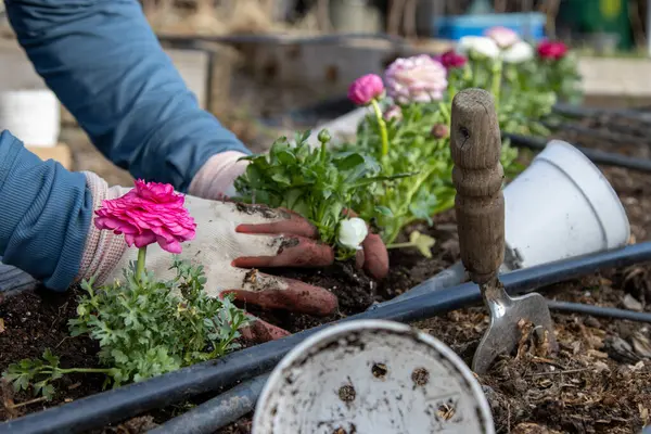 Bahçe yatağına renkli ranunculus fideleri eken eller..