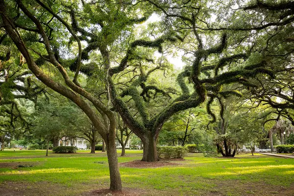 Yosun kaplı meşe ağaçları yemyeşil, güneşli bir park ortamında