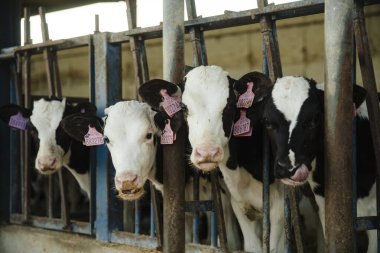 Beslenme kabinlerinde Kulak Etiketli Süt Danaları