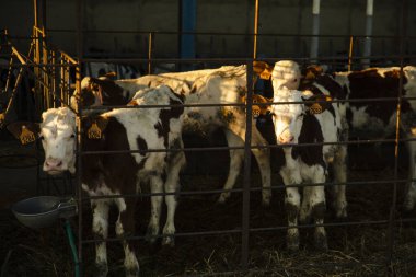 Dairy Farm 'daki Bireysel Kalemlerde Buzağılar