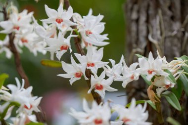 Ağaçta çiçek açan beyaz orkidenin yakın çekimi