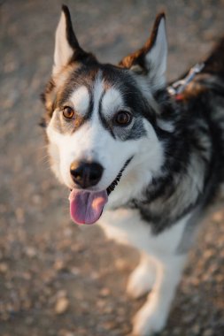 Açık havada duran mutlu siyah beyaz kurt köpeğinin yakın çekimi.