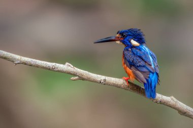 Mavi kulaklı balıkçı dalına tünemiş.