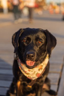 Kara Labrador Retriever, gün batımında tahta kaldırımda bandana takıyor.