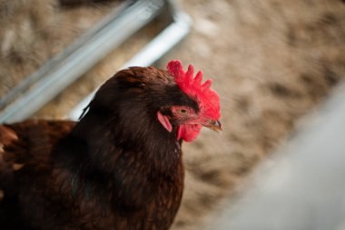Kırsal Michigan çiftliğinde kırmızı taraklı kahverengi tavuğa yakın çekim