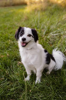 Mutlu siyah beyaz köpek yeşil çimlerde oturuyor