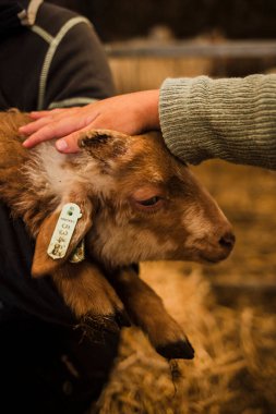 Küçük bir çocuk tarafından sevilen kuzu