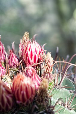 Fuchsia Pembe Kapalı Bud Protea Şeker Bitkisi