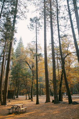 Yosemite Ulusal Park Kampları Turuncu ve Y ile Sonbaharda