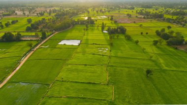 Yağmurdan sonra pirinç tarlalarının ve toprak yolların havadan görünüşü