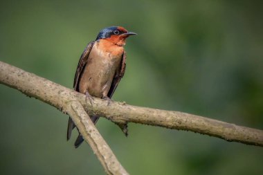 Pasifik Kırlangıcı veya Tepe Kırlangıcı (Hirundo tahitica)