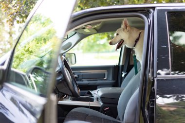 Beyaz köpek, açık sürücü kapısı olan park halindeki bir kamyona bağlandı.