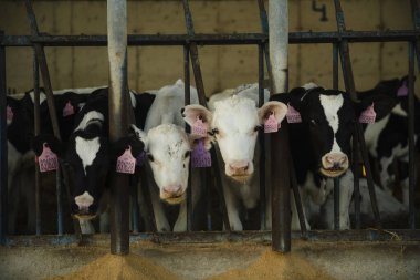 Süt danaları ahırın içinde besleniyor