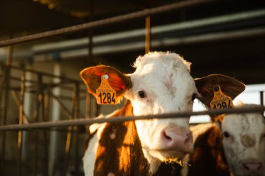 Çiftlikte Gündoğumunda Çitin Arkasındaki Buzağı
