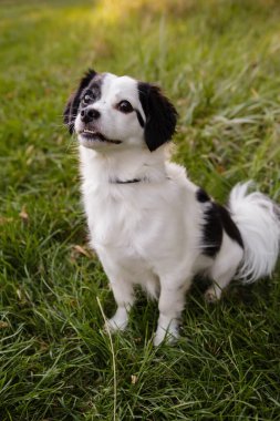 Dışarıdaki yeşil çimlerde oturan siyah beyaz köpeğe haber verin.