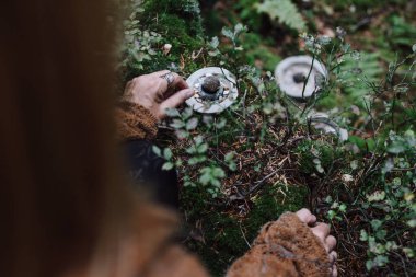 İnsan yapımı tütsü topu orman yosunlarına yerleştiriyor.