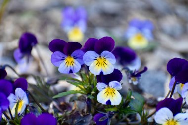 Doğal yaşam ortamında çiçek açan yabani hanım evlatları (Viola üç renkli)