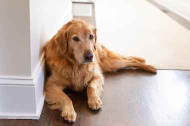 Golden retriever parke zeminde beyaz bir duvarın yanında yatıyor.