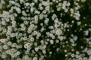 Beyaz tatlı alkalssum çiçek tarlası