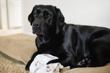 Siyah Labrador içeride bej bir köpek yatağında dinleniyor.