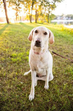 Açık renkli köpek sıcak akşam güneşinde çimenlerde oturuyor.