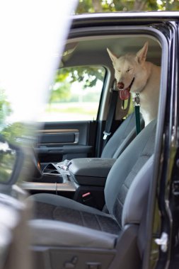 Beyaz köpek açık sürücü kapısı olan park halindeki bir araca bindi.