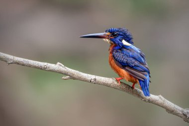Mavi kulaklı balıkçı dalına tünemiş.