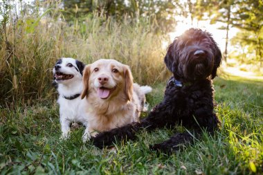 Üç mutlu köpek gün batımında çimenlerde dinleniyor.