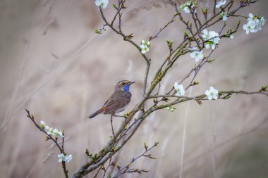 Erkek bir mavi boğaz çiçek açan ağacın dalında oturur.