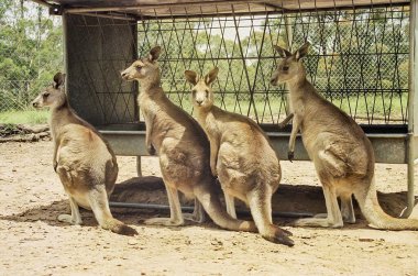 Bir grup kanguru yemlikte bekliyor.