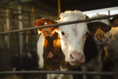 Çiftlikte Gündoğumunda Çitin Arkasındaki Buzağı