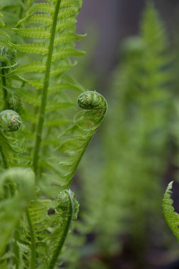 Taze yetişmiş devekuşu eğreltiotu bitkilerinin yakın çekimi.