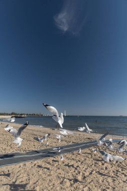 St Kilda sahilinin kumları yakınında uçan martılar. Güneşli bir yaz günü.