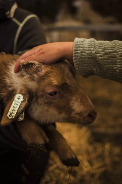 Küçük bir çocuk tarafından sevilen kuzu