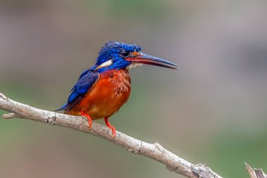 Mavi kulaklı balıkçı dalına tünemiş.