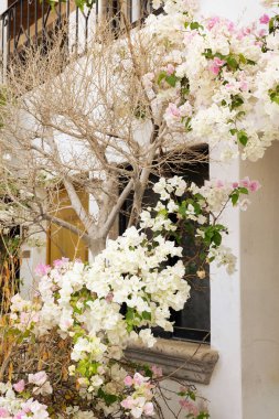 Beyaz ve pembe çiçekler sıva duvarına tırmanıyor