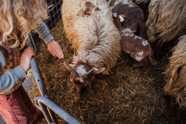Koyun ve kuzular rahat bir ahırın içinde dinleniyor ve etkileşime giriyorlar.
