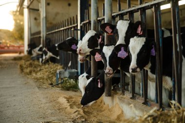 Çiftlikteki Ahırda Beslenen Buzağılar