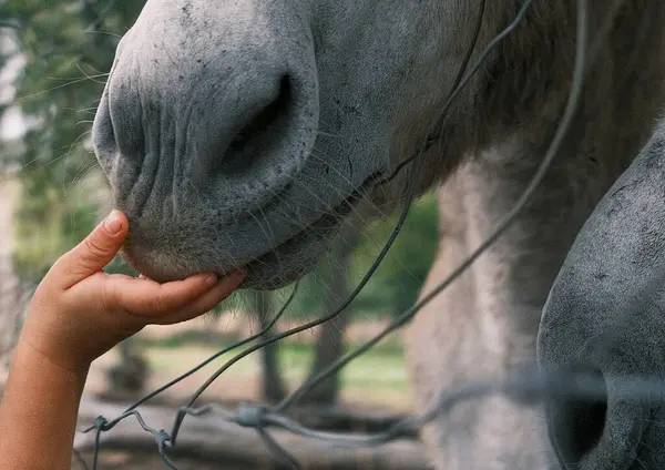 Yumuşak Burun: Eşek Çocuk Ellerinden Nazikçe Yiyecek Alıyor