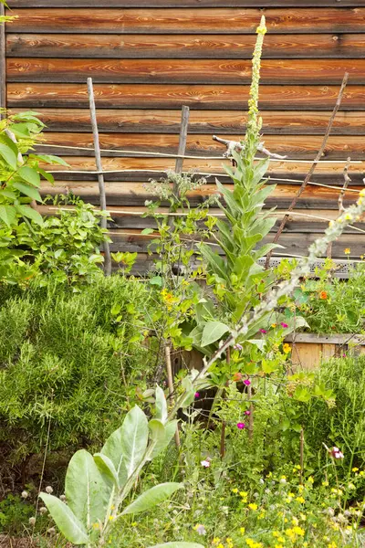 Doğa bahçesinde yetişen yabani çiçekler.