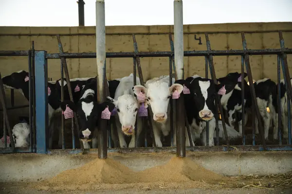 Süt danaları ahırın içinde besleniyor