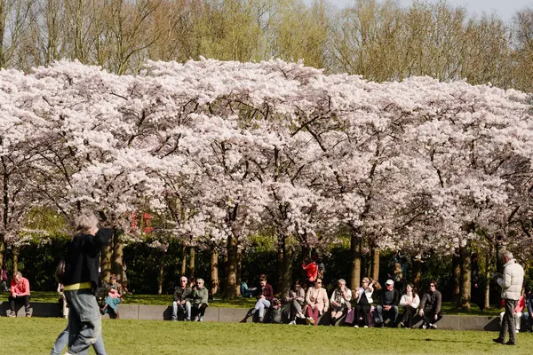 Amsterdamse Bos Bloesempark 'ta Kiraz Çiçekleri